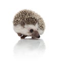 Curious african hedgehog looking to side and searching