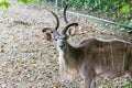 Curious African kudu looking at the camera