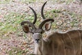 Curious African kudu looking at the camera