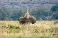 Curious African ostrich looking straight into the camera with wings out.