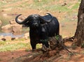 Curious African savanna buffalo bull