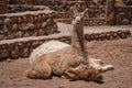 Curious alert baby llama lying on its mother