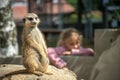 Curious and alerted meerkat is sitting on a stone. Royalty Free Stock Photo