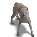 Curious alien dog with rhino skin and horn Royalty Free Stock Photo