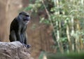 Curious Allen's Swamp Monkey perched atop a large rock Royalty Free Stock Photo