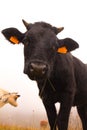 Curious alpine black cow standing in a field in the mountain pasture, looking at the camera against the fog and another cows in Royalty Free Stock Photo