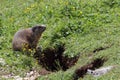 Curious alpine brown marmot near the burrow Royalty Free Stock Photo