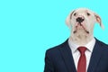 Curious american bulldog business dog looking to side