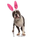 Curious american bully with bunny ears headband looks up