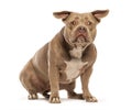 Curious american bully dog sitting and looking attentive, isolated on white background Royalty Free Stock Photo