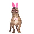 Curious american bully wearing bunny ears and pink bowtie