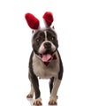 Curious american bully wearing red bunny ears and bowtie pants