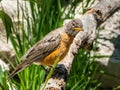 Curious American Robin