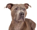 Curious American Staffordshire Terrier Dog Royalty Free Stock Photo