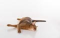 Curious and Angry Abyssinian cat lying on the ground and chill. Isolated on white background