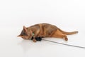 Curious and Angry Abyssinian cat lying on the ground and playing with toy. Isolated on white background