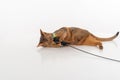Curious and Angry Abyssinian cat lying on the ground and playing with toy. on white background