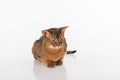 Curious and Angry Abyssinian cat sitting on the ground. Isolated on white background