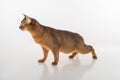 Curious and Angry Abyssinian cat stand on the white background