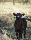 Curious Angus calf portrait Royalty Free Stock Photo