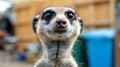 Curious animals inspecting trash, looking at camera on blurred background with room for text