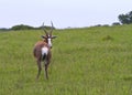 Curious Antelope looking back Royalty Free Stock Photo