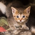 Curious anxious brown tabby kitten portrait. Young domestic cat closeup. Felis silvestris catus