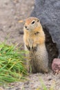 Curious arctic ground squirrel, carefully looking so as not to fall into jaws of predatory beasts. Wild animal of genus