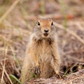 Curious Arctic ground squirrel Urocitellus parryii