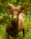 Curious Argali Sheep Amidst Wild Plantlife Royalty Free Stock Photo