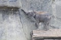 Elephant baby in danger by balancing over trunk. Zoo Cologne, Germany