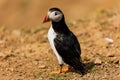 Curious Atlantic Puffin Fratercula arctica standing near its cliff-top burrow on Skomer Royalty Free Stock Photo