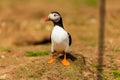 Curious Atlantic Puffin Fratercula arctica standing near its cliff-top burrow on Skomer Royalty Free Stock Photo