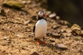 Curious Atlantic Puffin Fratercula arctica standing near its cliff-top burrow on Skomer Royalty Free Stock Photo