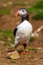 Curious Atlantic Puffin Fratercula arctica standing near its cliff-top burrow on Skomer Royalty Free Stock Photo