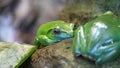 A curious Australian green tree frog look over a ledge on black. Royalty Free Stock Photo