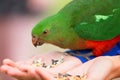 Curious Australian King-parrot (Alisterus scapularis) Royalty Free Stock Photo