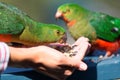 Curious Australian King-parrot (Alisterus scapularis) Royalty Free Stock Photo