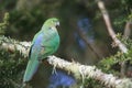 Curious Australian King-parrot (Alisterus scapularis)i, Queensland Australia Royalty Free Stock Photo