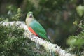 Curious Australian King-parrot (Alisterus scapularis)i, Queensland Australia