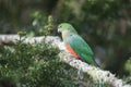 Curious Australian King-parrot (Alisterus scapularis)i, Queensland Australia Royalty Free Stock Photo