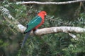 Curious Australian King-parrot (Alisterus scapularis)i, Queensland Australia