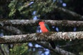 Curious Australian King-parrot (Alisterus scapularis)i, Queensland Australia Royalty Free Stock Photo