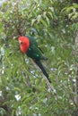 Curious Australian King-parrot (Alisterus scapularis)i, Queensland Australia