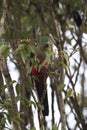 Curious Australian King-parrot (Alisterus scapularis)i, Queensland Australia Royalty Free Stock Photo