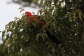 Curious Australian King-parrot (Alisterus scapularis)i, Queensland Australia Royalty Free Stock Photo