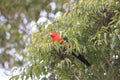 Curious Australian King-parrot (Alisterus scapularis)i, Queensland Australia Royalty Free Stock Photo