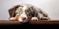 Curious Australian Shepherd Puppy Looking at Camera in Studio Portrait