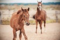 A awkward colt looks interested as he walks with his mother around the paddock Royalty Free Stock Photo