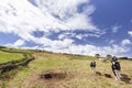 Curious Azores Cows